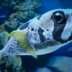 Океанаріум «Морська казка» у Києві