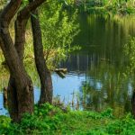 Озеро Вулик на Позняках у Києві
